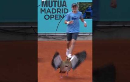 what-the-duck-an-unexpected-visitor-during-the-tennis-in-madrid!