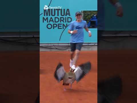 what-the-duck-an-unexpected-visitor-during-the-tennis-in-madrid!